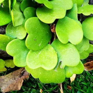 Hoya Kerrii Heart Live Plant - Indoor/Outdoor Houseplant - 2-4 Leaves - Image 7