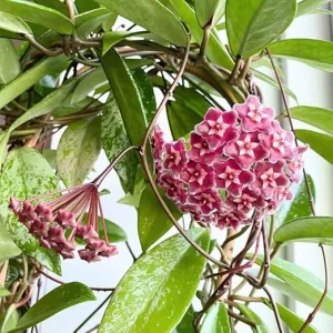 Hoya Plant Live Houseplant – Pink Flower Silver Leaf – 5 Inch Bareroot for Indoor/Outdoor - Image 5