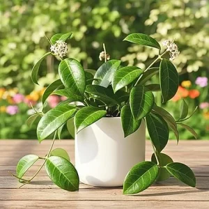 Hoya Quinquenervia Live Plant – Large Leaves, 4-6 Inches Tall – Indoor Houseplant - Image 2