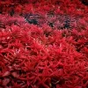 H'ra Red Rotala Live Aquarium Plant – 1 Bundle, 5-7 Stems – Freshwater Aquatic - Image 1