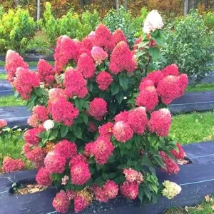 Hydrangea Bush Live Plant - 6
