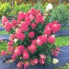 Hydrangea Bush Live Plant - 6"-1 Ft Light Pink to White Shrub, Cold Hardy - Image 1