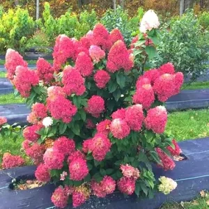 Hydrangea Bush Live Plant - 6"-1 Ft Light Pink to White Shrub, Cold Hardy - Image 1