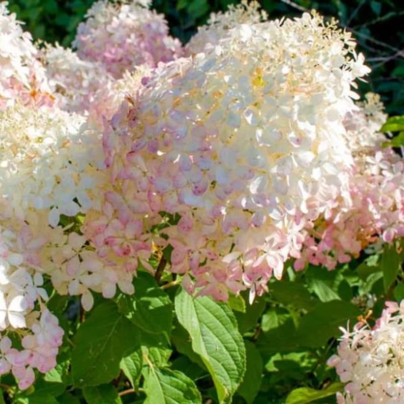 Hydrangea Live Plant, Pink Flowering Shrub, 6-12 Inch Tall, 2.5" Pot, Outdoor Garden - Image 2
