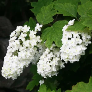 Hydrangea Live Plant, Pink Flowering Shrub, 6-12 Inch Tall, 2.5