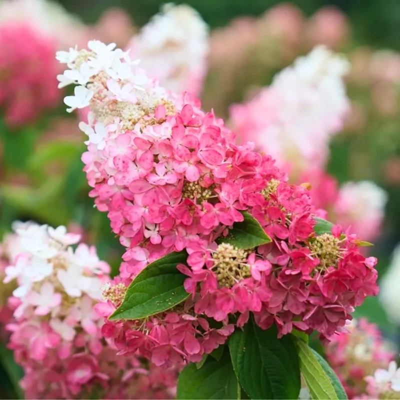 Hydrangea Live Plant, Pink Flowering Shrub, 6-12 Inch Tall, 2.5" Pot, Outdoor Garden - Image 4