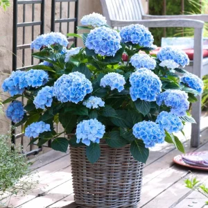 Hydrangea Live Plant, Pink Flowering Shrub, 6-12 Inch Tall, 2.5