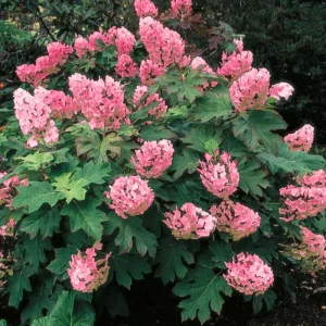 Hydrangea Live Plant, Pink Flowering Shrub, 6-12 Inch Tall, 2.5