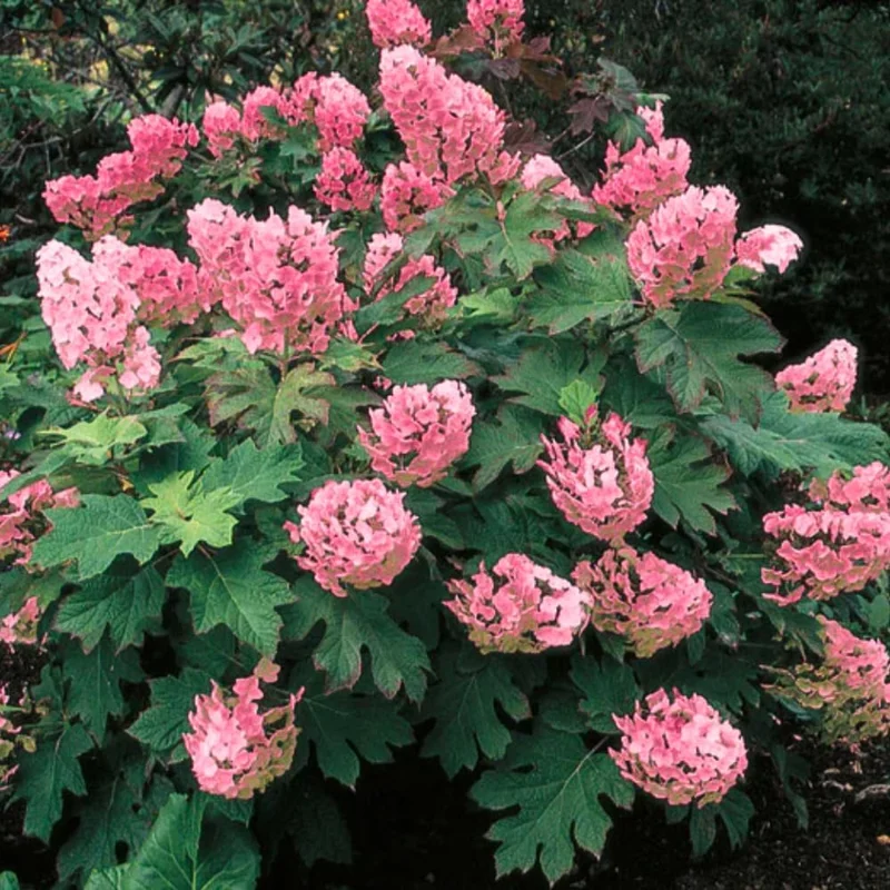 Hydrangea Live Plant, Pink Flowering Shrub, 6-12 Inch Tall, 2.5" Pot, Outdoor Garden - Image 1
