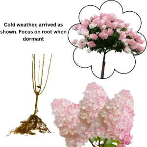 Hydrangea Live Plant – Pink White Flowers, 5 to 7 Inch Tall, Well-Rooted, Outdoor Shrub - Image 3