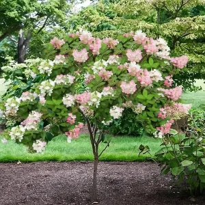 Hydrangea Live Plant – Pink White Flowers, 5 to 7 Inch Tall, Well-Rooted, Outdoor Shrub - Image 4