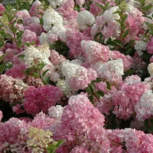 Hydrangea Live Plant – Pink White Flowers, 5 to 7 Inch Tall, Well-Rooted, Outdoor Shrub - Image 5