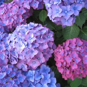Hydrangea Live Plant – Rebloomer Pink/Purple Shrub Bush – 2.5 Inch Pot – Outdoor Perennial - Image 5