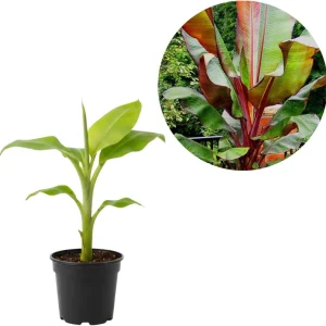Ice Cream Banana Tree Live Plant - Blue Java Banana, 5 to 7 Inch Tall, Outdoor - Image 2