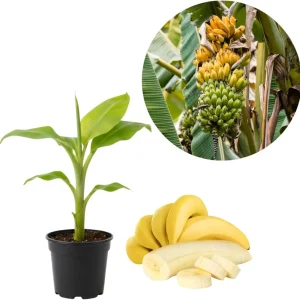 Ice Cream Banana Tree Live Plant - Blue Java Banana, 5 to 7 Inch Tall, Outdoor - Image 4