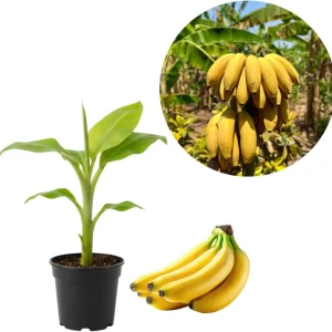 Ice Cream Banana Tree Live Plant - Blue Java Banana, 5 to 7 Inch Tall, Outdoor - Image 5