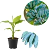 Ice Cream Banana Tree Live Plant - Blue Java Banana, 5 to 7 Inch Tall, Outdoor - Image 1
