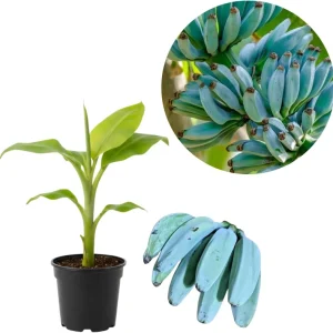 Ice Cream Banana Tree Live Plant - Blue Java Banana, 5 to 7 Inch Tall, Outdoor - Image 1