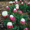 Ice Cream Tulip Bulbs – 10 Count – Perennial Flower Bulbs for Fall Planting - Image 1