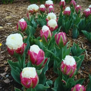 Ice Cream Tulip Bulbs – 10 Count – Perennial Flower Bulbs for Fall Planting - Image 3