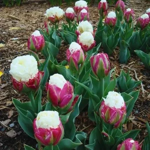 Ice Cream Tulip Bulbs – 10 Count – Perennial Flower Bulbs for Fall Planting - Image 4