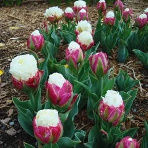 Ice Cream Tulip Bulbs – 10 Count – Perennial Flower Bulbs for Fall Planting - Image 7