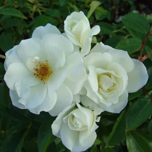 Iceberg Rose Live Plant - White Floribunda Bush, 5-8 Inch Tall - Image 2
