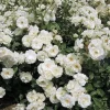 Iceberg Rose Live Plant - White Floribunda Bush, 5-8 Inch Tall - Image 1
