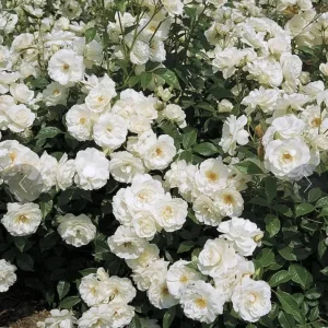 Iceberg Rose Live Plant - White Floribunda Bush, 5-8 Inch Tall - Image 1