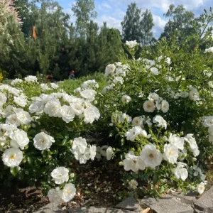Iceberg Rose Live Plant - White Floribunda Bush, 5-8 Inch Tall - Image 3