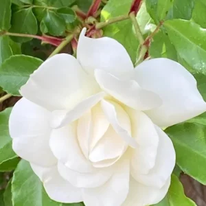 Iceberg Rose Live Plant - White Floribunda Bush, 5-8 Inch Tall - Image 4