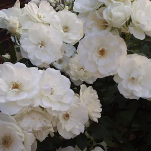 Iceberg Rose Live Plant - White Floribunda Bush, 5-8 Inch Tall - Image 5