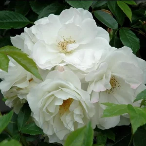 Iceberg Rose Live Plant - White Floribunda Bush, 5-8 Inch Tall - Image 6