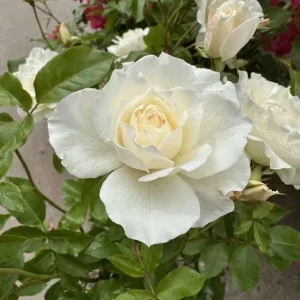 Iceberg Rose Live Plant - White Floribunda Bush, 5-8 Inch Tall - Image 7