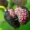 Illinois Everbearing Mulberry Tree - Live Plant, Sweet Black Fruit, 12-16 inch Seedling, Outdoor - Image 1