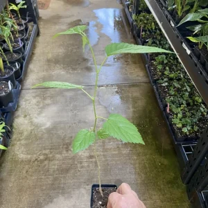 Illinois Everbearing Mulberry Tree - Live Plant, Sweet Black Fruit, 12-16 inch Seedling, Outdoor - Image 3