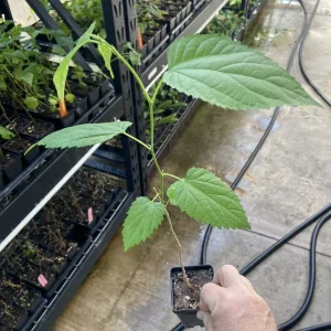 Illinois Everbearing Mulberry Tree - Live Plant, Sweet Black Fruit, 12-16 inch Seedling, Outdoor - Image 4