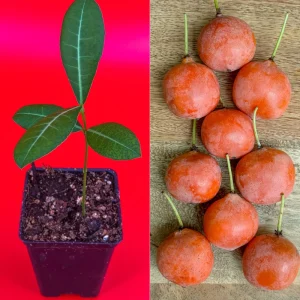 Imbe Garcinia Livingstonei Live Plant – African Mangosteen Tropical Fruit Tree – 3-6 inch Tall Starter Plant - Image 1