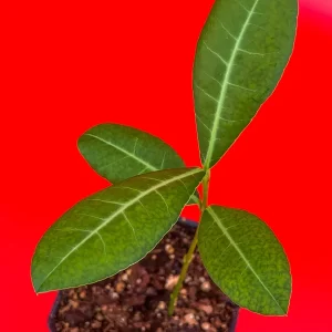 Imbe Garcinia Livingstonei Live Plant – African Mangosteen Tropical Fruit Tree – 3-6 inch Tall Starter Plant - Image 6