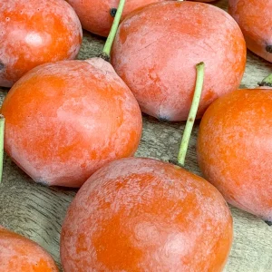 Imbe Garcinia Livingstonei Live Plant – African Mangosteen Tropical Fruit Tree – 3-6 inch Tall Starter Plant - Image 9