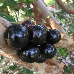Jaboticaba Brazilian Grape Seedling Live Plant – 3-5'' Tall – 2.5'' Pot - Image 2