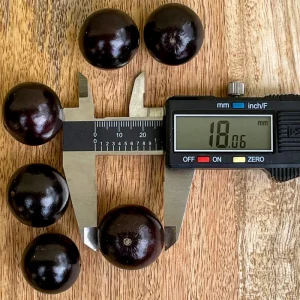 Jaboticaba Brazilian Grape Seedling Live Plant – 3-5'' Tall – 2.5'' Pot - Image 4