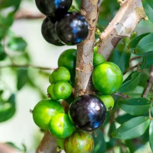 Jaboticaba Brazilian Grape Seedling Live Plant – 3-5'' Tall – 2.5'' Pot - Image 5