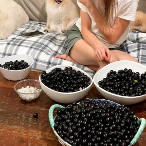 Jaboticaba Brazilian Grape Seedling Live Plant – 3-5'' Tall – 2.5'' Pot - Image 7