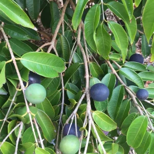 Jaboticaba Myrciaria Vexator Blue Grape Tree Seedling Plant 4-7'' Tall - Image 2