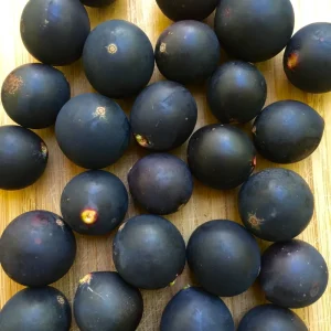 Jaboticaba Myrciaria Vexator Blue Grape Tree Seedling Plant 4-7'' Tall - Image 3