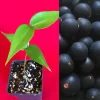 Jaboticaba Myrciaria Vexator Blue Grape Tree Seedling Plant 4-7'' Tall - Image 1