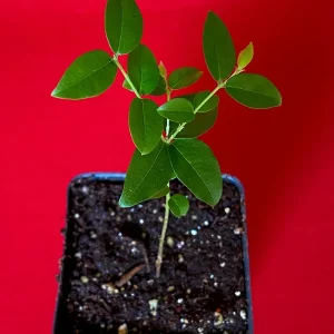 Jaboticaba Plinia Coronata Fruit Tree Live Plant, 3-5 inches tall, 2.5'' Pot - Image 2