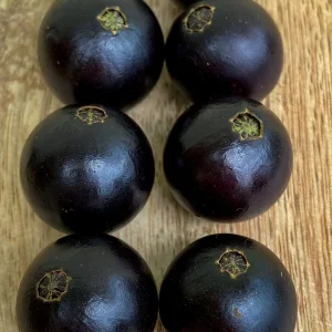 Jaboticaba Plinia Coronata Fruit Tree Live Plant, 3-5 inches tall, 2.5'' Pot - Image 3