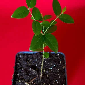 Jaboticaba Plinia Coronata Fruit Tree Live Plant, 3-5 inches tall, 2.5'' Pot - Image 7